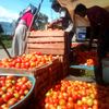 tomatto67