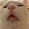 lebiennhatthegioi