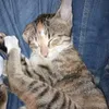 pluk_the_cat