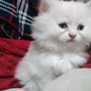 mahar.g123456