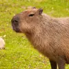 anonymous_capybara3