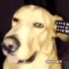 remote.dog