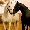 amirsajjad25462