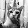 psy_the_cat
