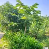 trangpham88983