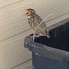 birds1247