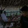riski kecil fram