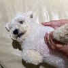chubbimeoo_