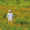 hoang.viet82