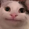 2_beluga_6
