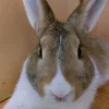 pudlak_