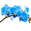 orchideebleue12