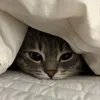 mari_gbcs