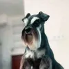 kupalkakasi6