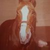 darleneshaffer561