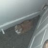 fatcatloaf_101