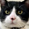 romeothetuxie