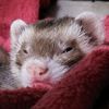 the_artists_ferrets