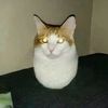 butterca.t