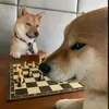 caokhoa307