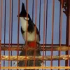 thientruong2_11