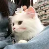 z_jasem8