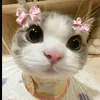 meo