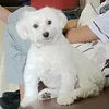 ve_bit
