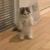 michiqt0