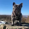 b.i.g.g.i.e_frenchie