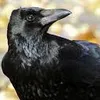 ravenrose8