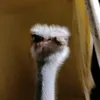 diego.sasaaa