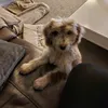 bibo.bella