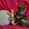 korbelpuppy