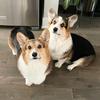 bradygraffiti_corgis