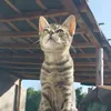 bri_armua