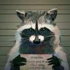 raccoon_942