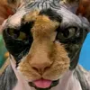 cat_112rm
