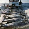 qnoyfishing