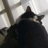 mrcatlover123