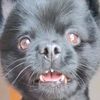 laika2.0.2.5