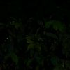 numb_1200807