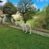 roccomuraca1