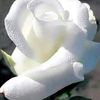 la.rose.blanche880