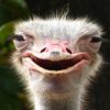 ostrichleader