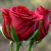 mouloud09_
