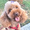 tokyothepoodledog
