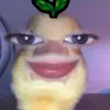 randomsheiehs