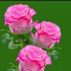 প্রিয়