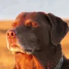 heberfmdi0j